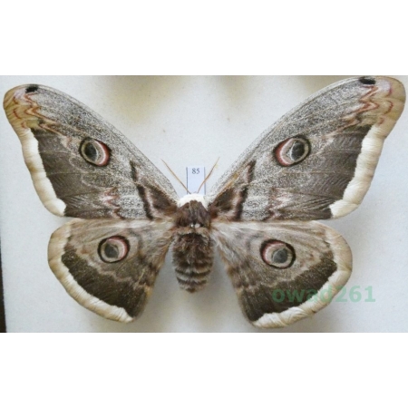 Saturnia pyri (Denis & Schiffermüller, 1775) female Pawica gruszówka Croatia 111mm85